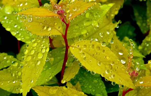 Leaves, water, drops, macro, Rosa, plant, Rostock