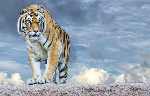 The sky, look, face, clouds, tiger, predator, paws, striped