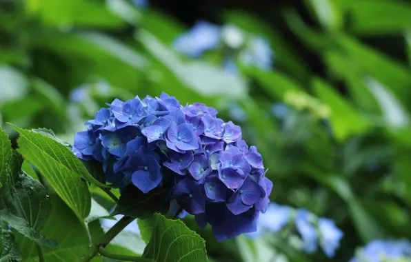Leaves, flowers, branch, purple, the bushes, lilac, bokeh, hydrangea