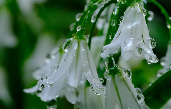 Drops, macro, flowers, Rosa, blur, spring, white, blur