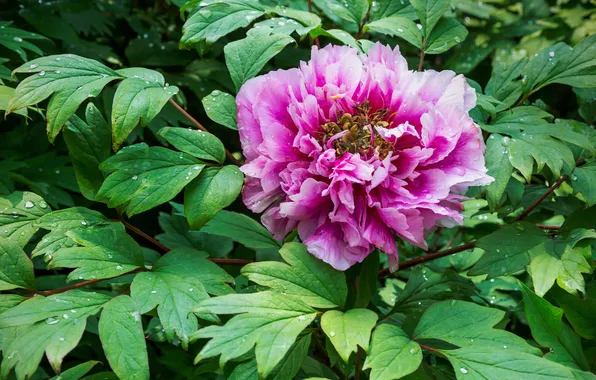 Flower, leaves, lilac, pink, Bush, spring, peony