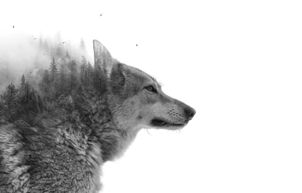 Forest, Wolf, Wood, Wolf