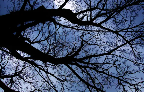 The sky, branches, nature, tree, slot