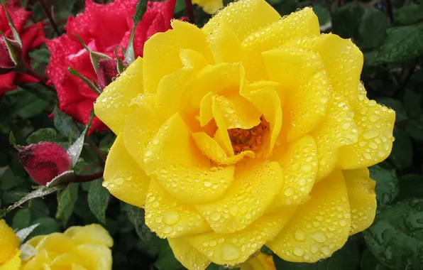 Picture drops, rose, yellow