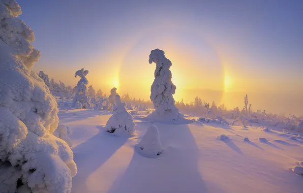 Winter, snow, dawn, tree