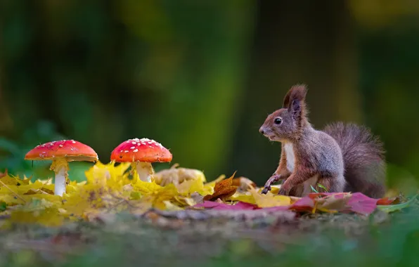 Picture mushroom, protein, glade, bokeh, leaves, mushrooms, autumn