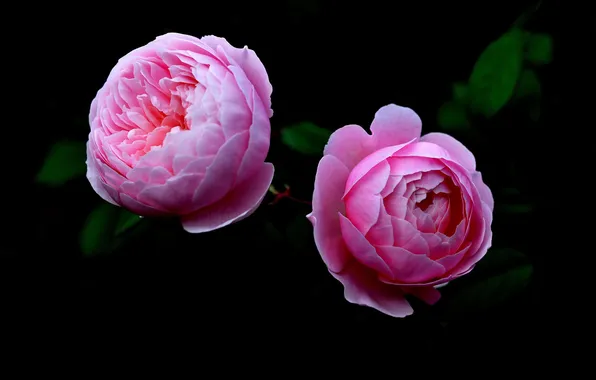 Flowers, background, roses, black background, black background, the dark background, pink roses