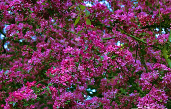 Flowers, tree, spring, garden