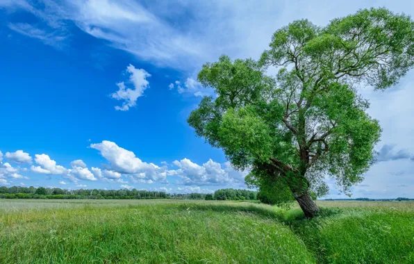 Picture greens, field, summer, the sky, grass, clouds, trees, green