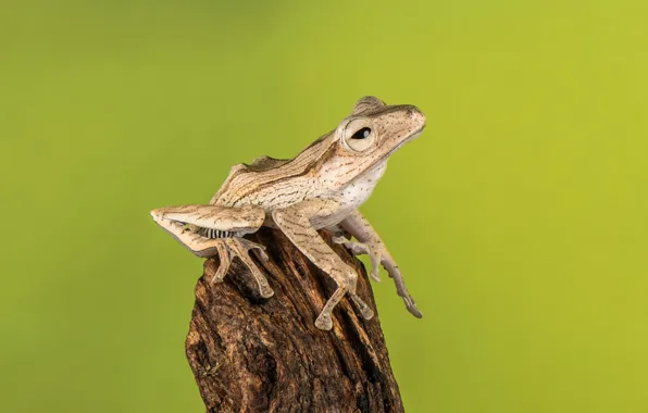 Frog, wildlife, amphibian