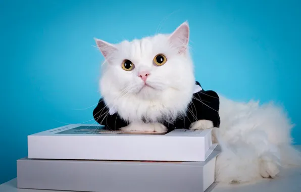 Cat, white, cat, look, pose, clothing, books, costume