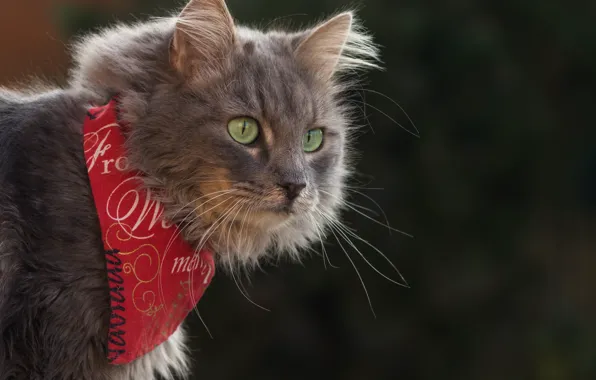 Cat, cat, look, background, portrait, bandana
