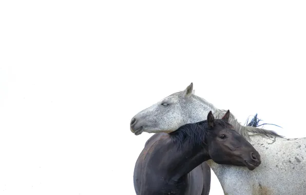 Minimalism, horse, white background, a couple
