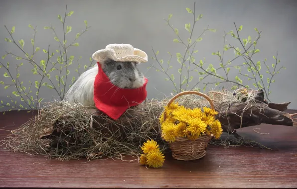 Picture flowers, background, tree, Guinea pig, dandelions, saloma