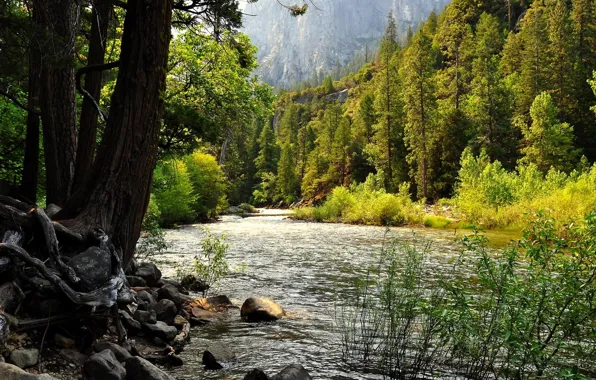 Picture forest, stones, river