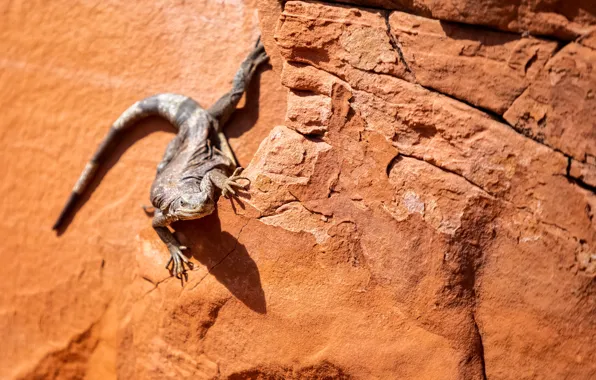 Picture rocks, lizard, reptile