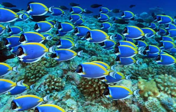 Sea, water, fish, fish, corals, underwater world, under water, blue