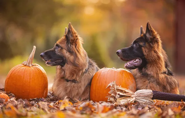 Autumn, dogs, nature, glade, harvest, pair, pumpkin, German shepherd