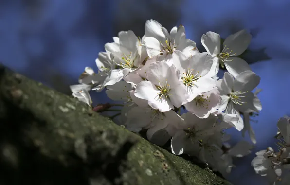 Flowers, branches, cherry, spring, Sakura, white, flowering