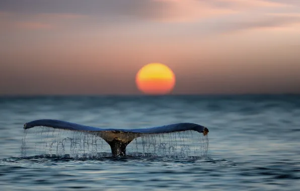 Picture sea, water, the sun, sunset, the ocean, kit, tail