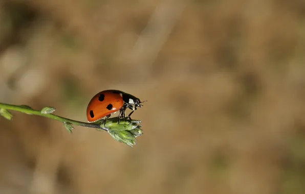 Picture macro, background, ladybug, beetle, a blade of grass, razmytost