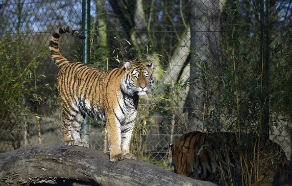 Picture cat, tiger, Bush, log, Amur