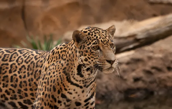 Picture cat, look, face, Jaguar