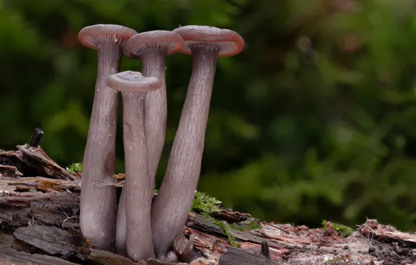 Autumn, macro, nature, background, mushrooms, moss, green background, Beat Buetikofer