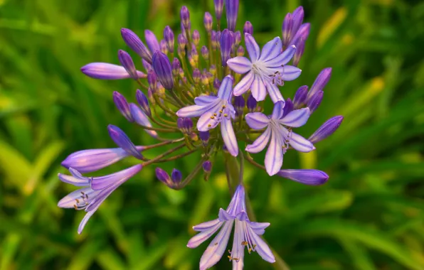 Flowers, nature, background, green background