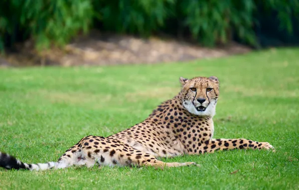 Look, pose, stay, glade, Cheetah, lies