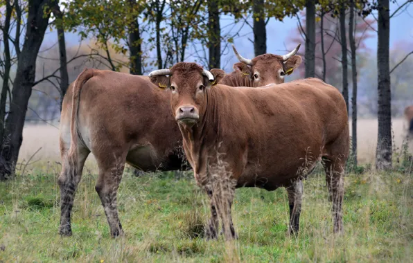 Look, trees, pair, brown, two, bulls, bull, bull