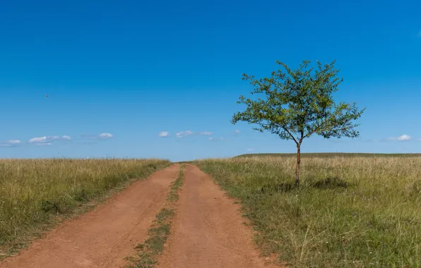 Road, the steppe, tree, Summer, Khakassia