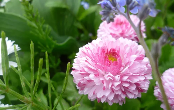 Macro, Flowers, Pink, Belarus