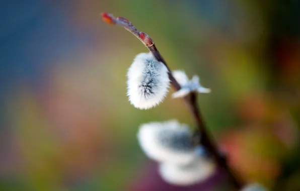 Macro, bright, background, branch, spring, pussy, kidney, Verba