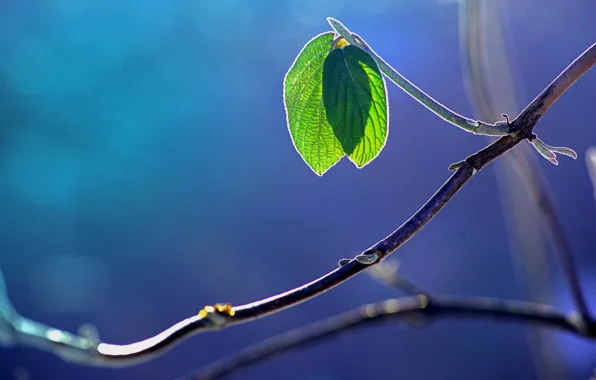 Picture macro, branches, glare, foliage