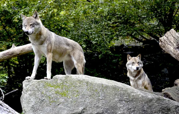 Picture nature, snow, predator, face, animal, wolf, wolves, wildlife