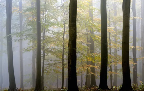 Autumn, trees, fog
