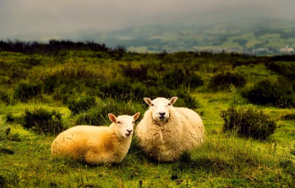 Field, grass, hills, stay, sheep, pasture, sheep, sheep