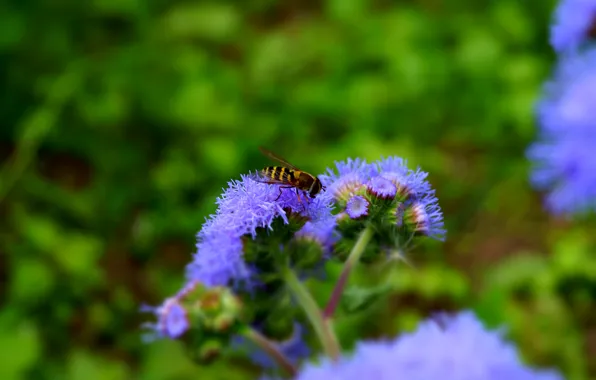 Flower, purple, bee, green