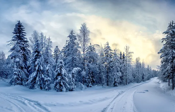 Picture winter, snow, landscape