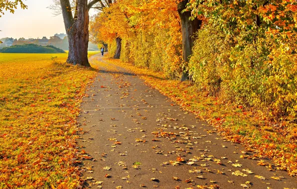 Picture road, autumn, leaves, trees, landscape, people, yellow