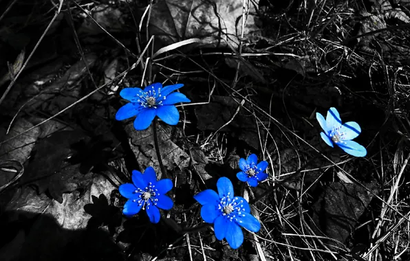 Spring, Blue, Snowdrops