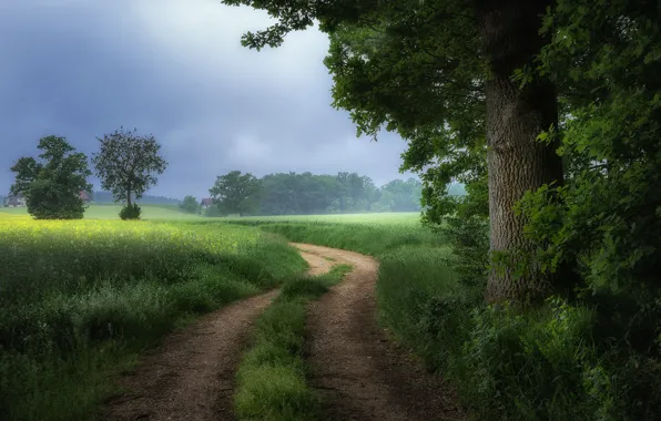 Picture road, greens, field, summer, grass, trees, foliage, dal