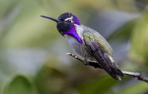 Background, bird, branch, Hummingbird, bird, bokeh, bright plumage