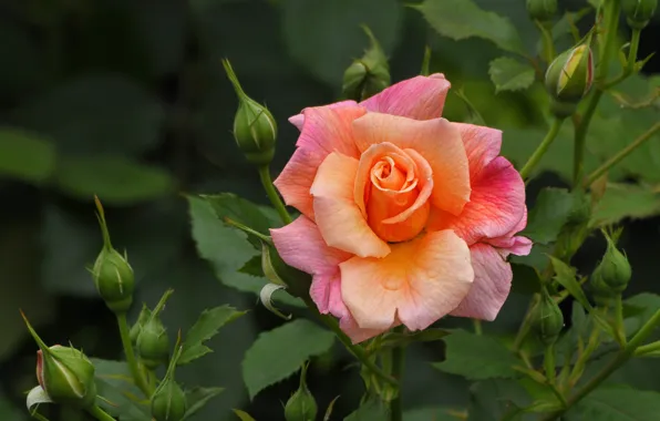 Picture leaves, rose, petals, buds