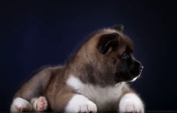 Background, Puppy, Baby