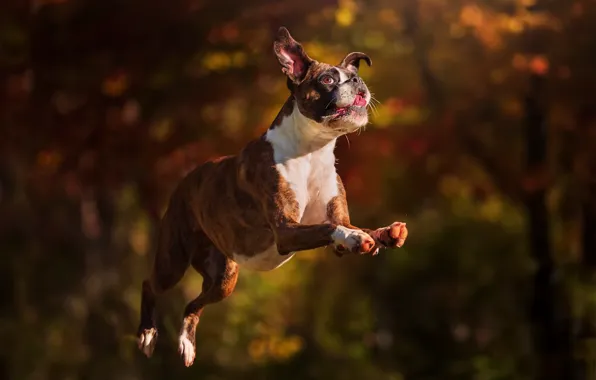 Each, jump, dog