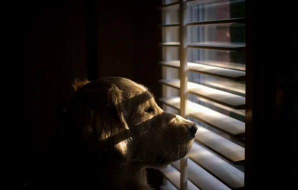 Look, each, dog, window