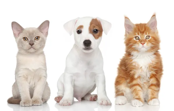 Cats, dog, kittens, puppy, white background, trio