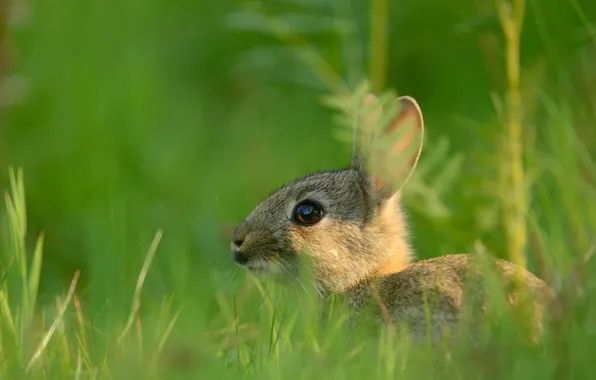 Grass, look, light, nature, grey, glade, hare, portrait